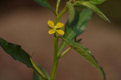 Ludwigia perennis